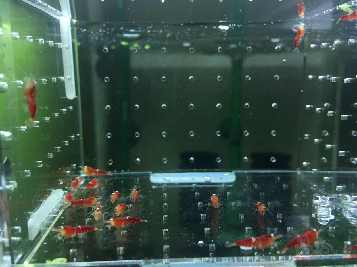 【虾】2019-04-14#RMB拍卖超级红锁型一份20只-图3