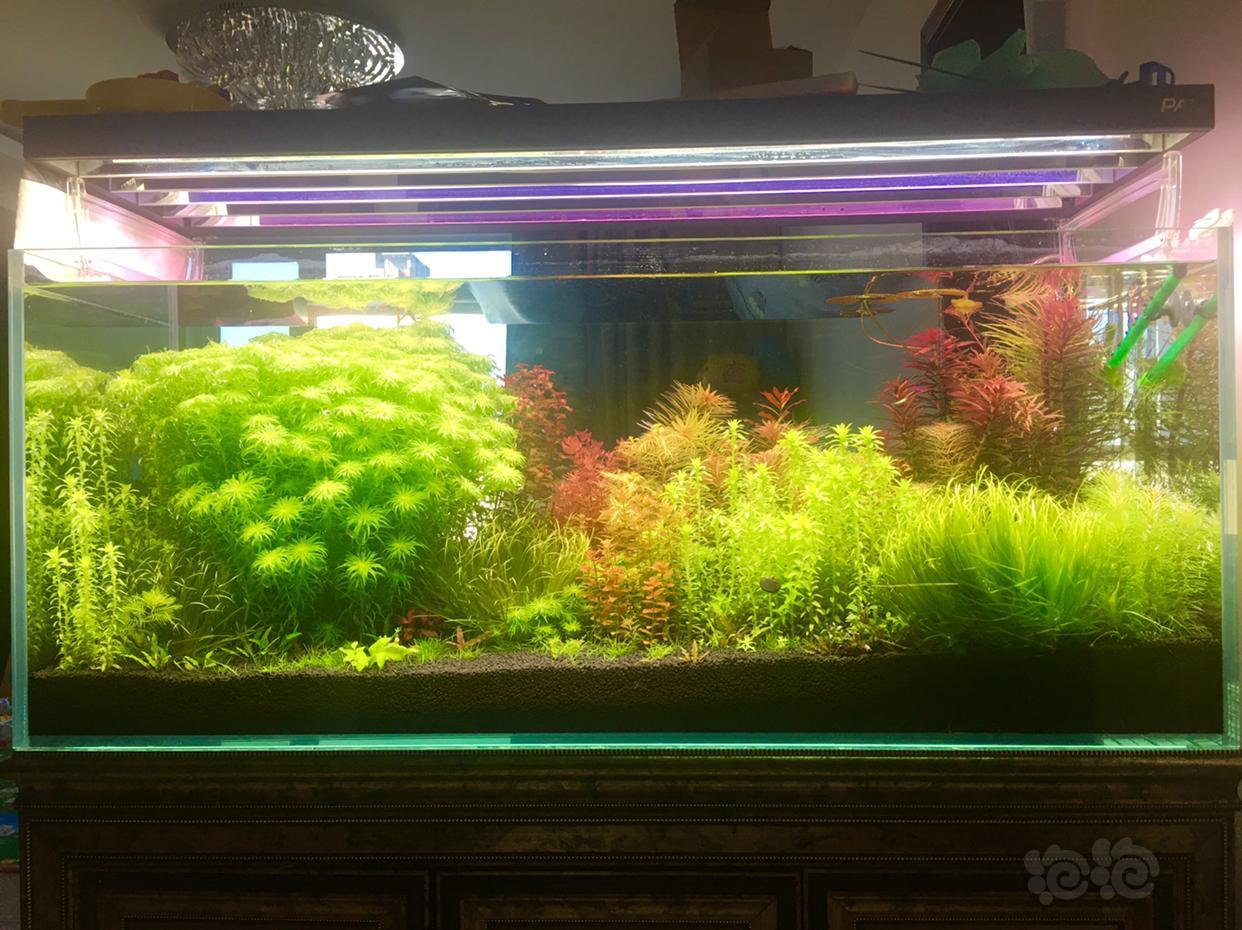 出黑木蕨普太泽藻宽太佑达太阳乌苏里聚藻等 泡泡水族