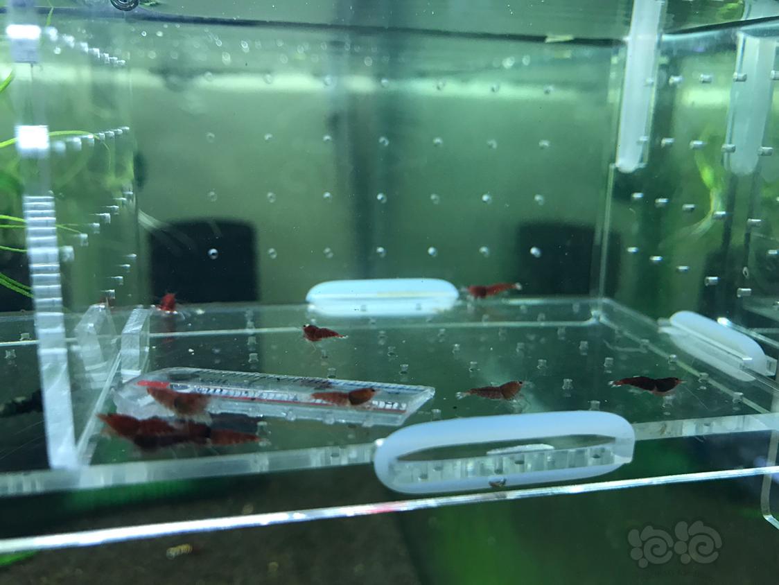 【虾】2019-4-23#RMB拍卖酒红红钻一份10只-图1
