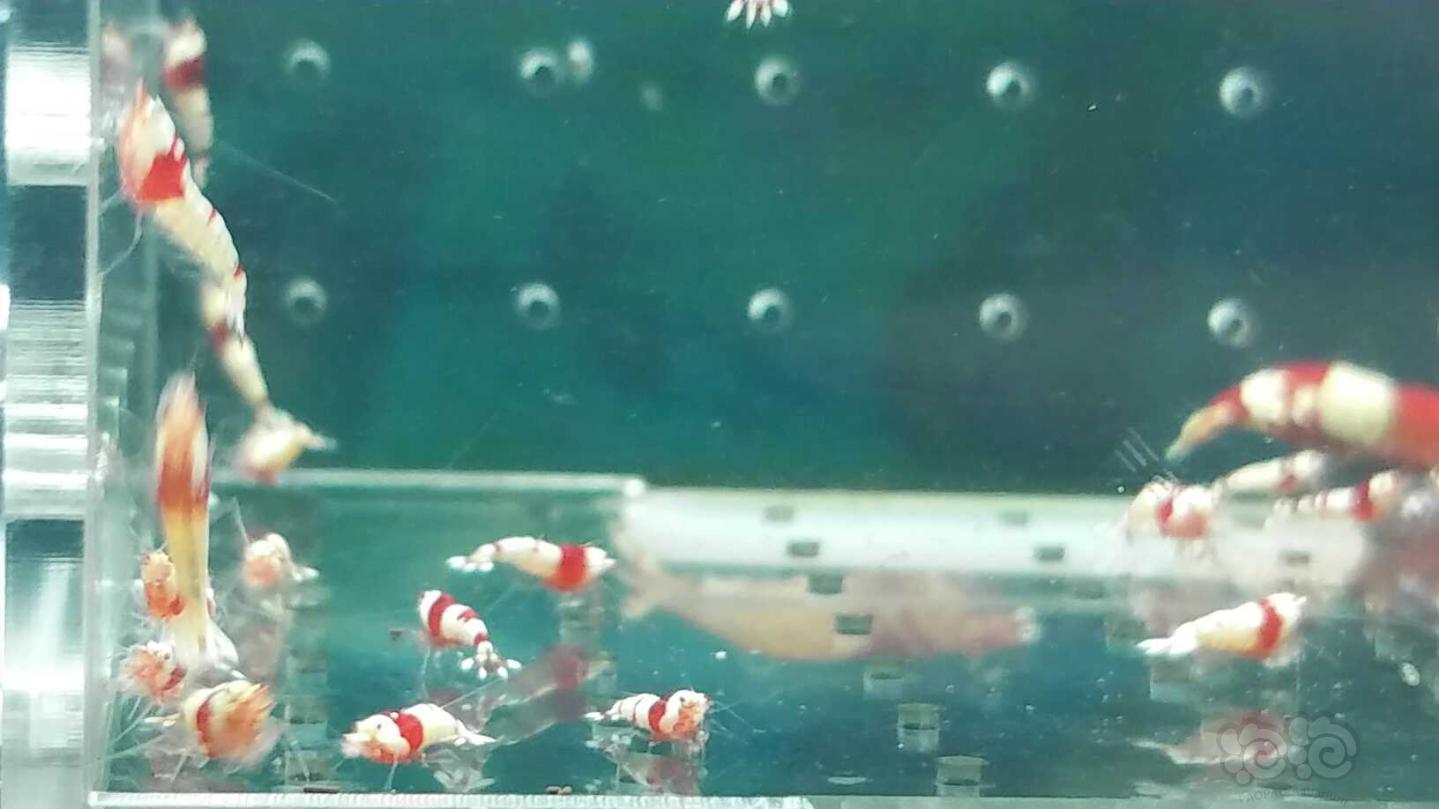 【虾】2019-04-03#RMB拍卖纯血红白水晶虾一份50只-图6
