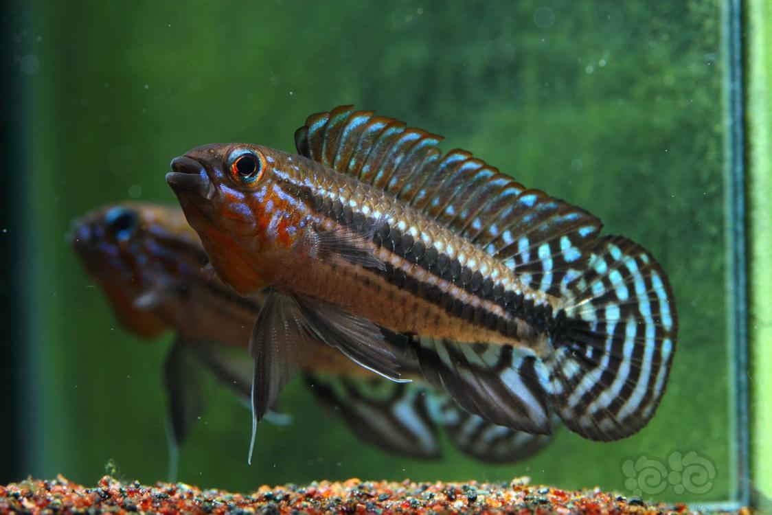 短鲷红面蓝型珍宝短鲷