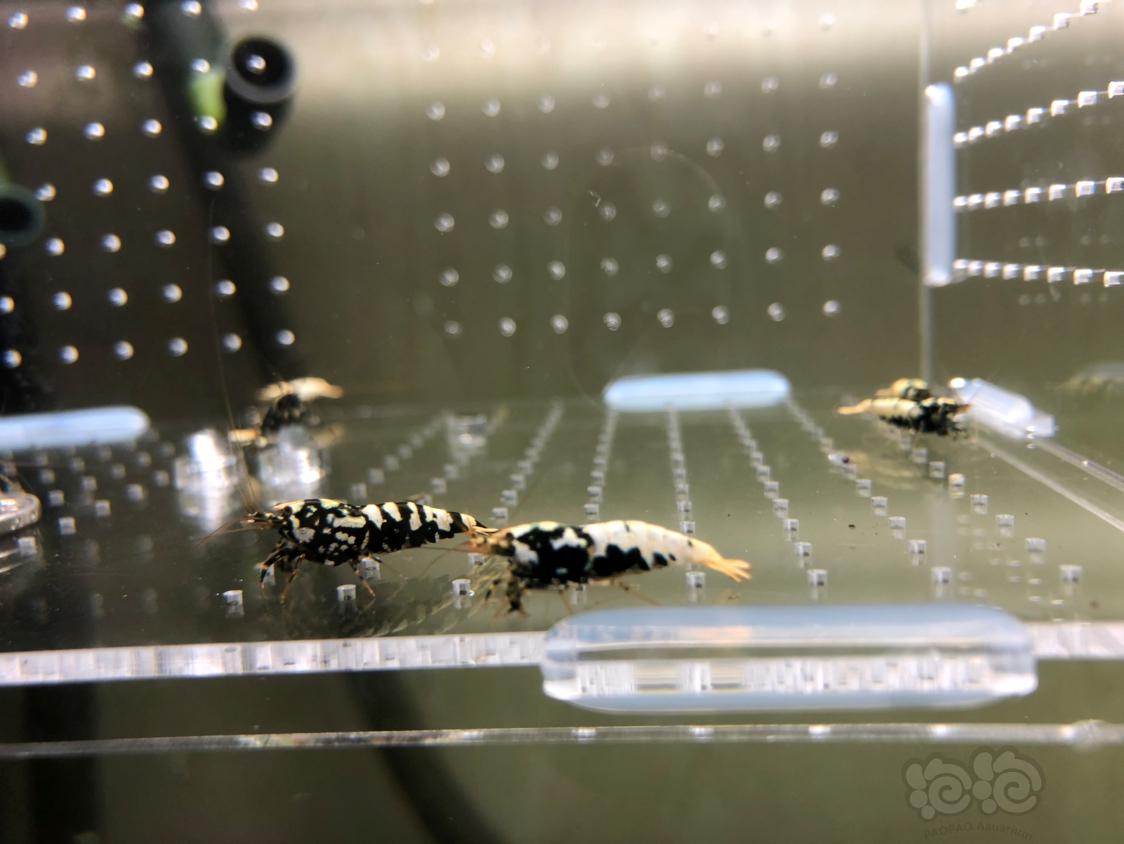 【虾】2019-04-12#RMB拍卖黑银河水晶虾10只-图2