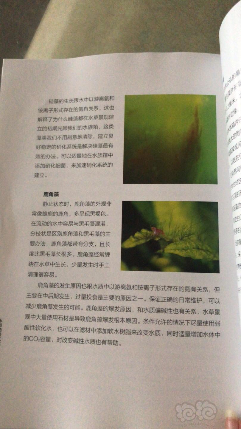 关于藻藻..-图5