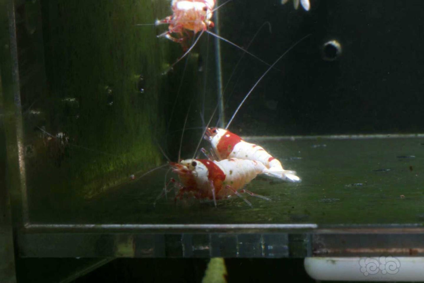 【虾】2019-4-26#PMB拍卖纯血红白公虾-1-图4