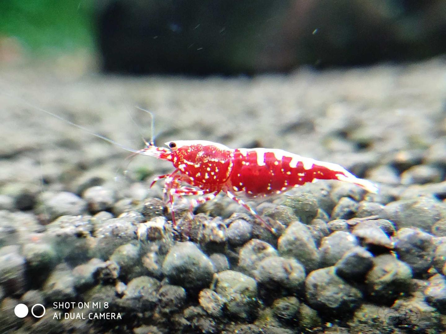 小红虾-图1