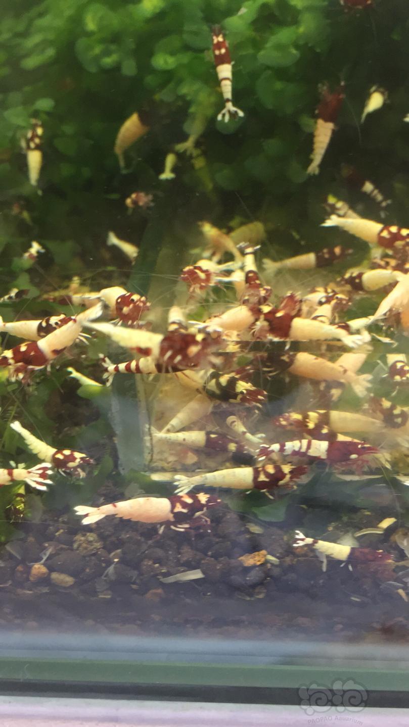【用品】2019-04-10#RMB拍卖小球藻片一罐80g水晶虾/观赏螺，素食异形胡子大帆功能型饲料-图8