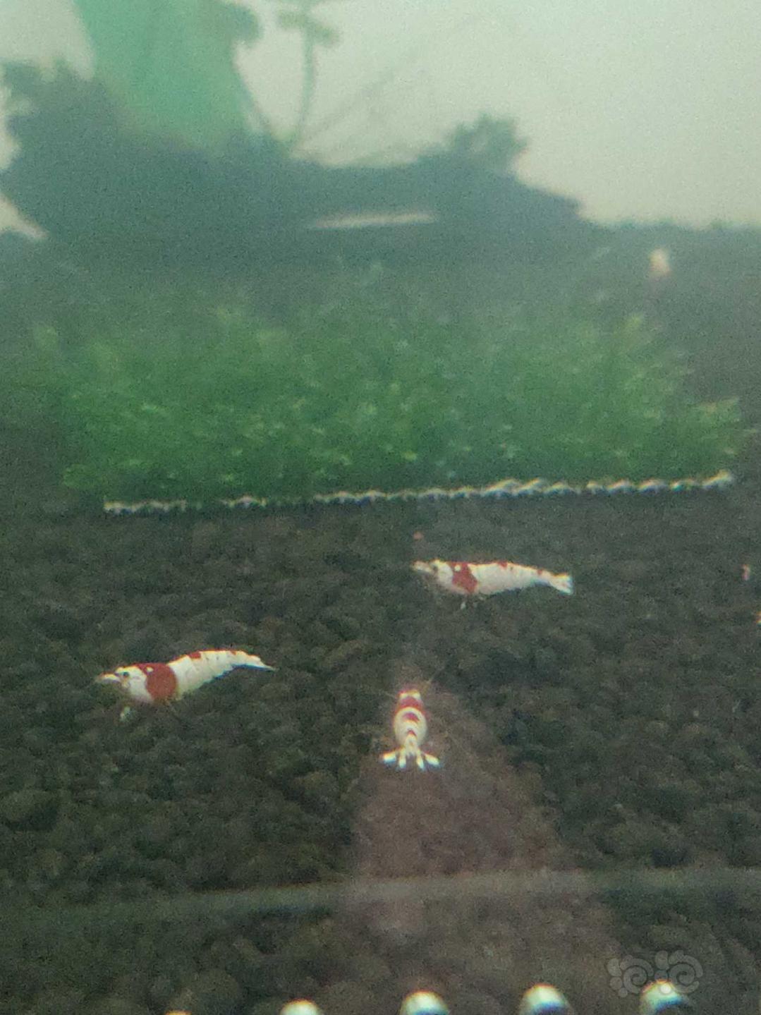 【虾】2019-4-1#RMB拍卖纯血红白水晶虾50只-图2