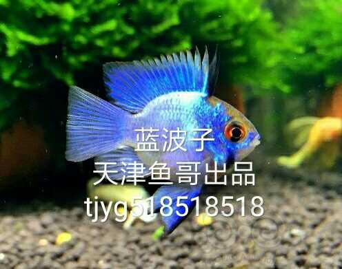 【热带鱼】观赏虾热带鱼咖啡鼠鱼十元四条-图8