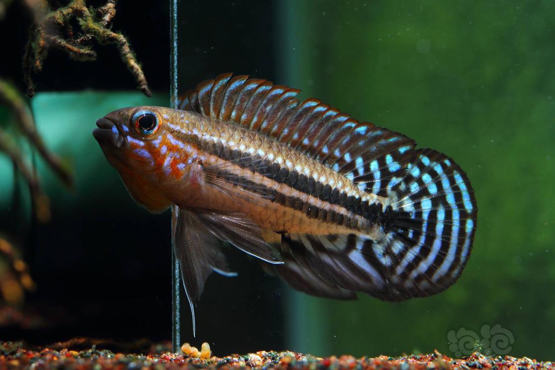 短鲷红面蓝型珍宝短鲷