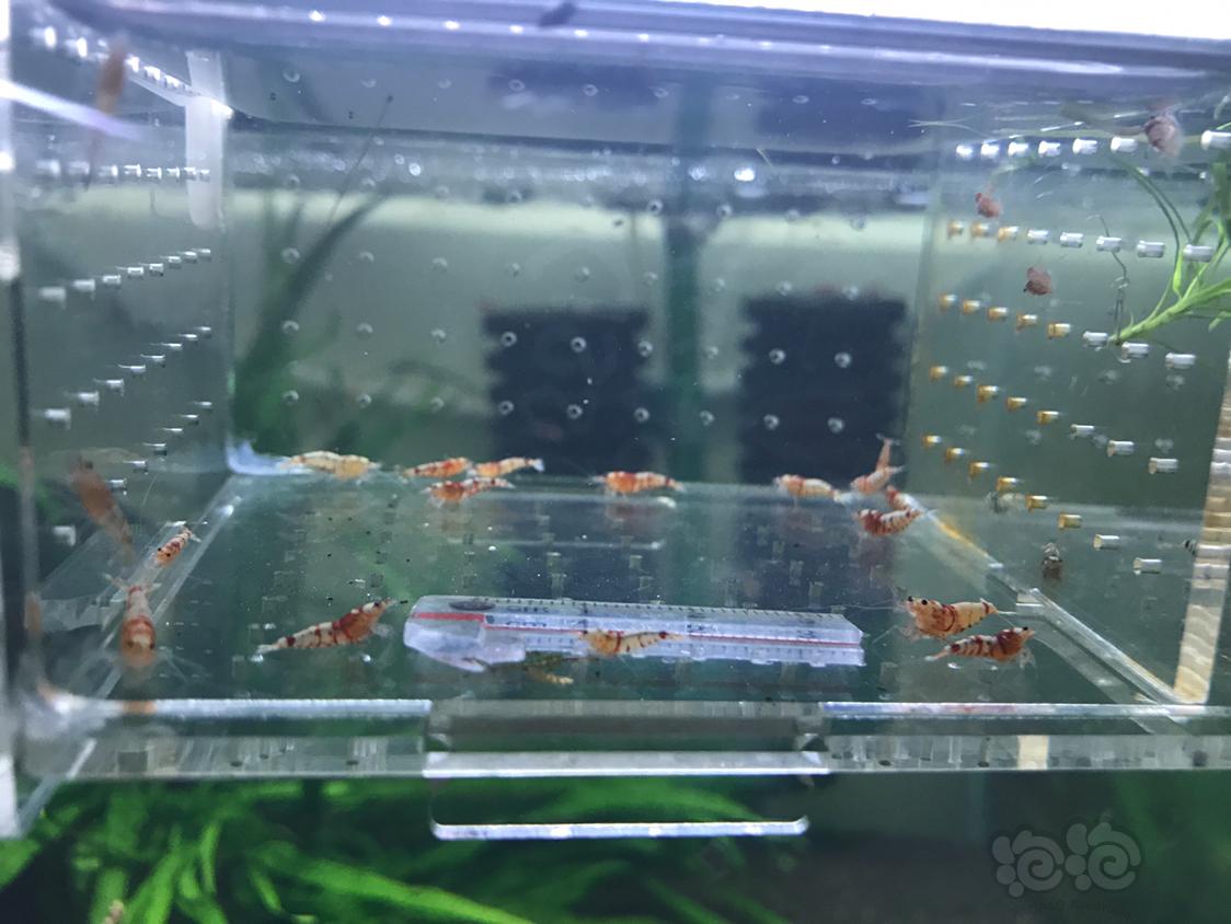 【虾】2019-4-24#RMB拍卖红虎晶一份20只-图1