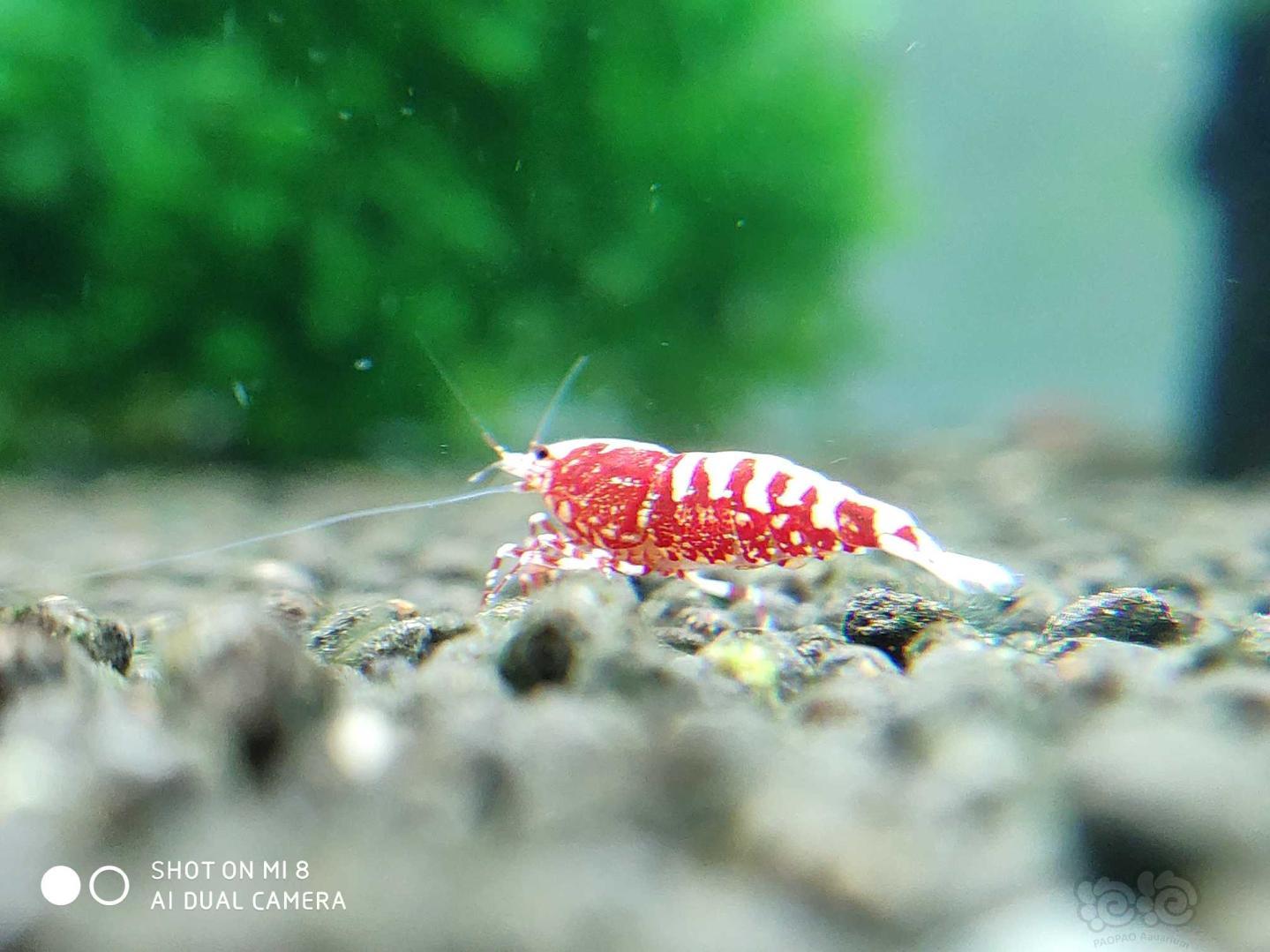 我的小红虾-图5
