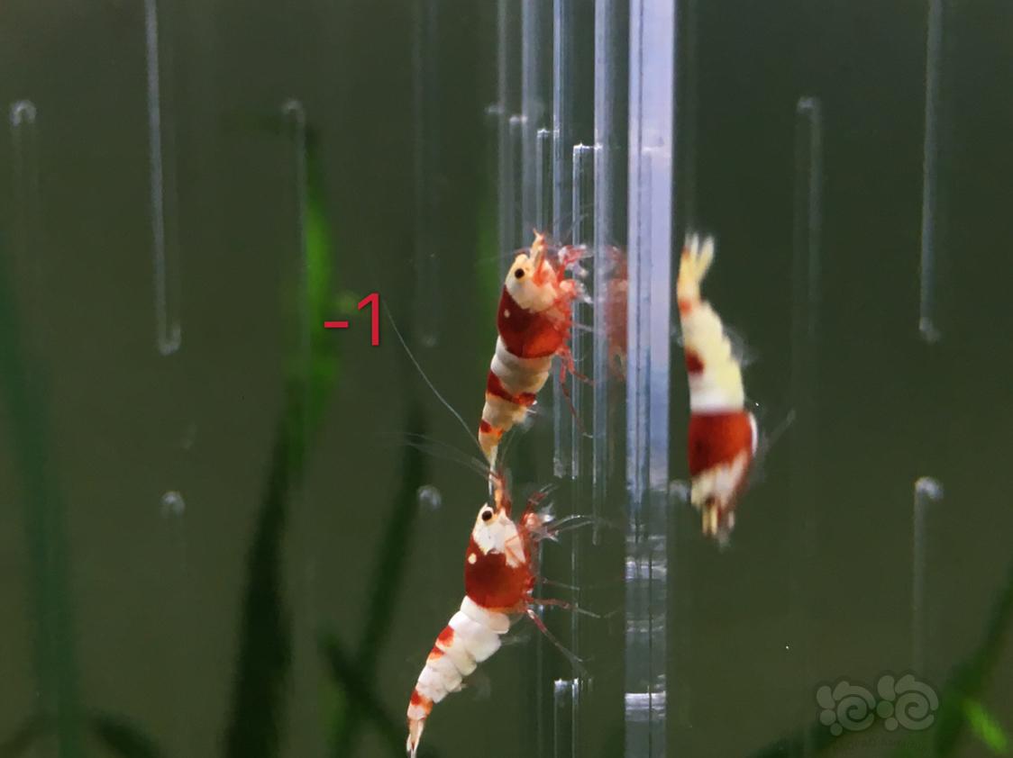 【虾】2019-04-30#RMB拍卖红白水晶虾五只-1-图3