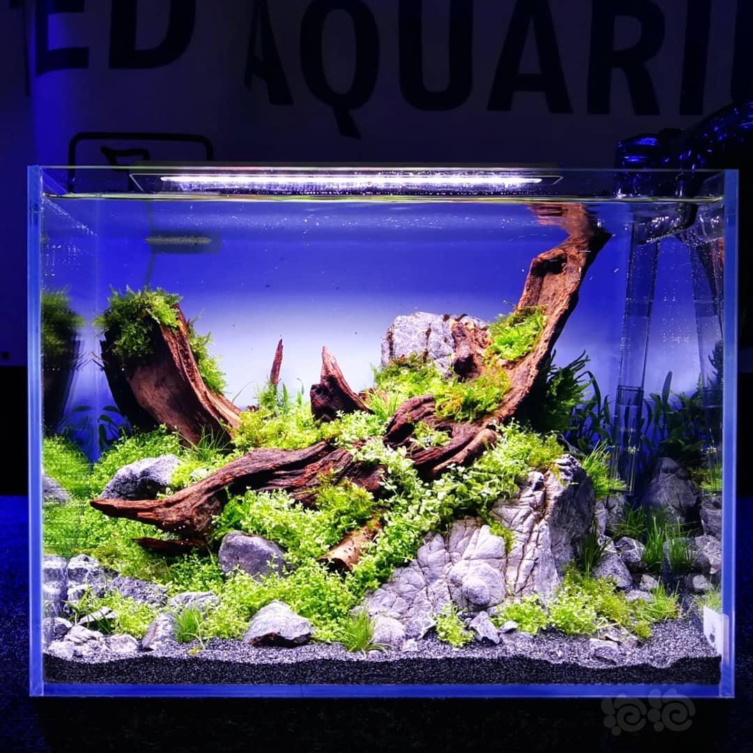 德国小缸造景赏析