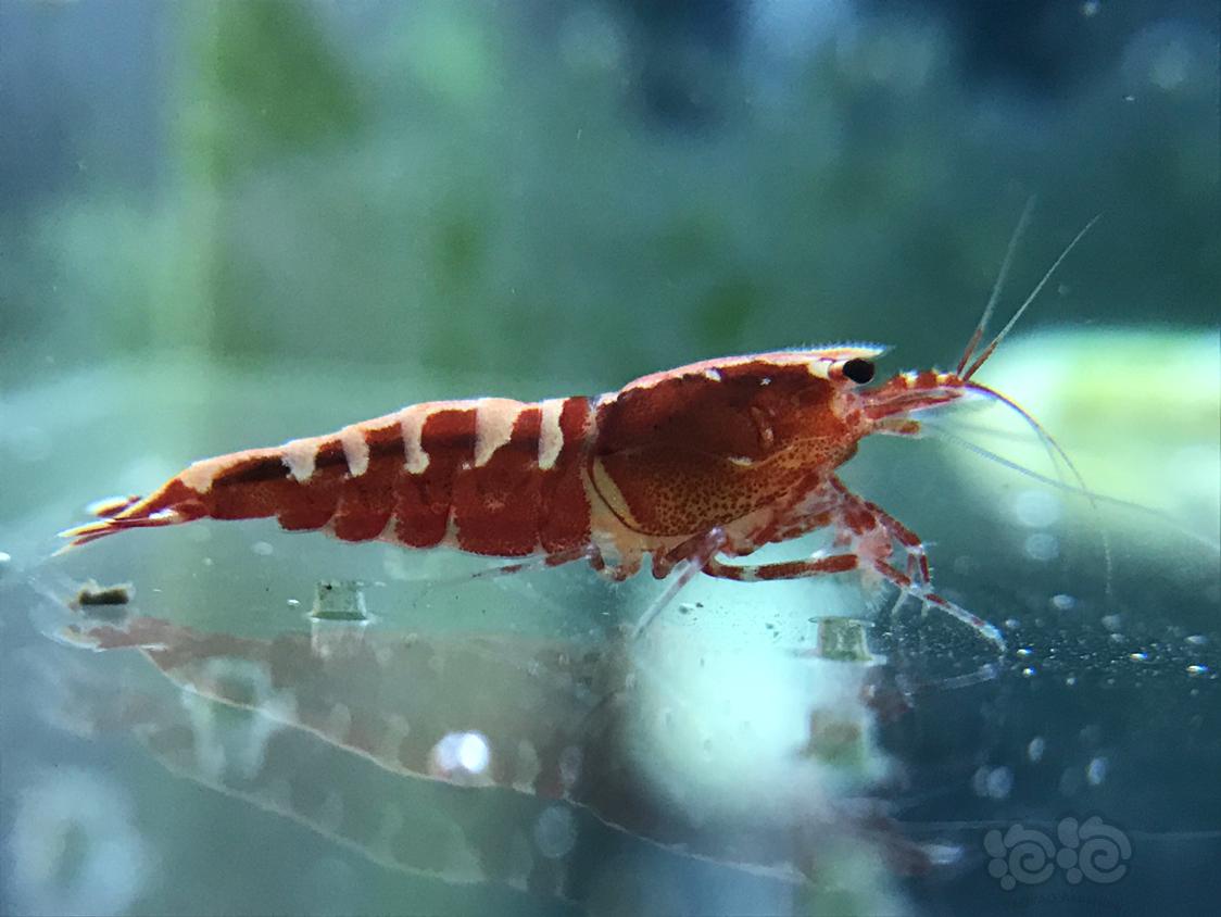 【虾】2019-4-29#RMB拍卖银河鱼骨繁殖组一份3只-图4