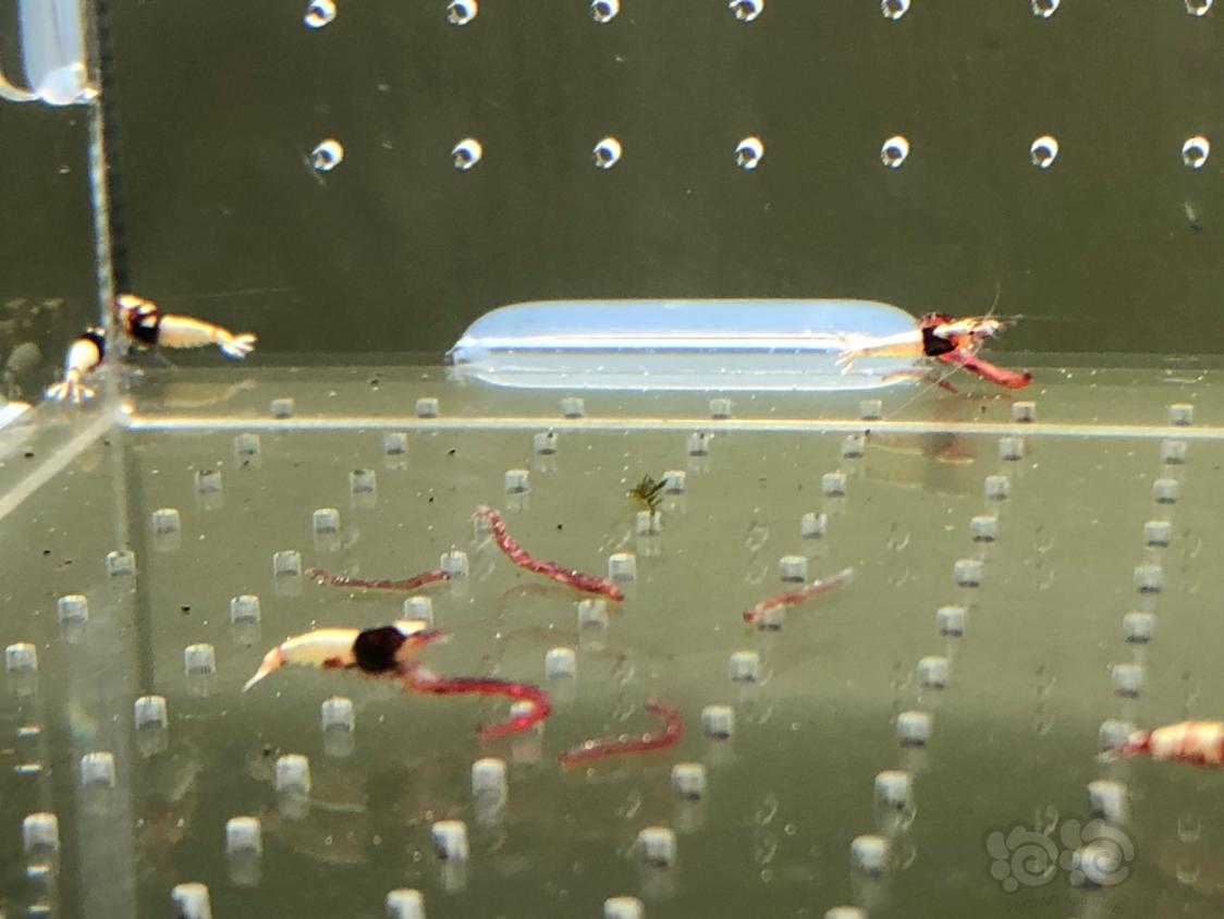 【虾】2019-04-15#RMB拍卖红姘头水晶虾20只-图2