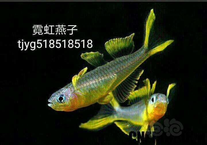 【热带鱼】观赏虾热带鱼咖啡鼠鱼十元四条-图3