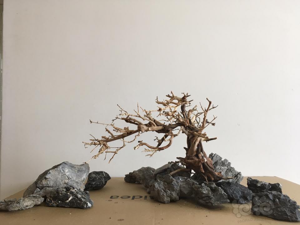 【出售】出莫斯树 巴西沉木 迎客松式石木景-图3