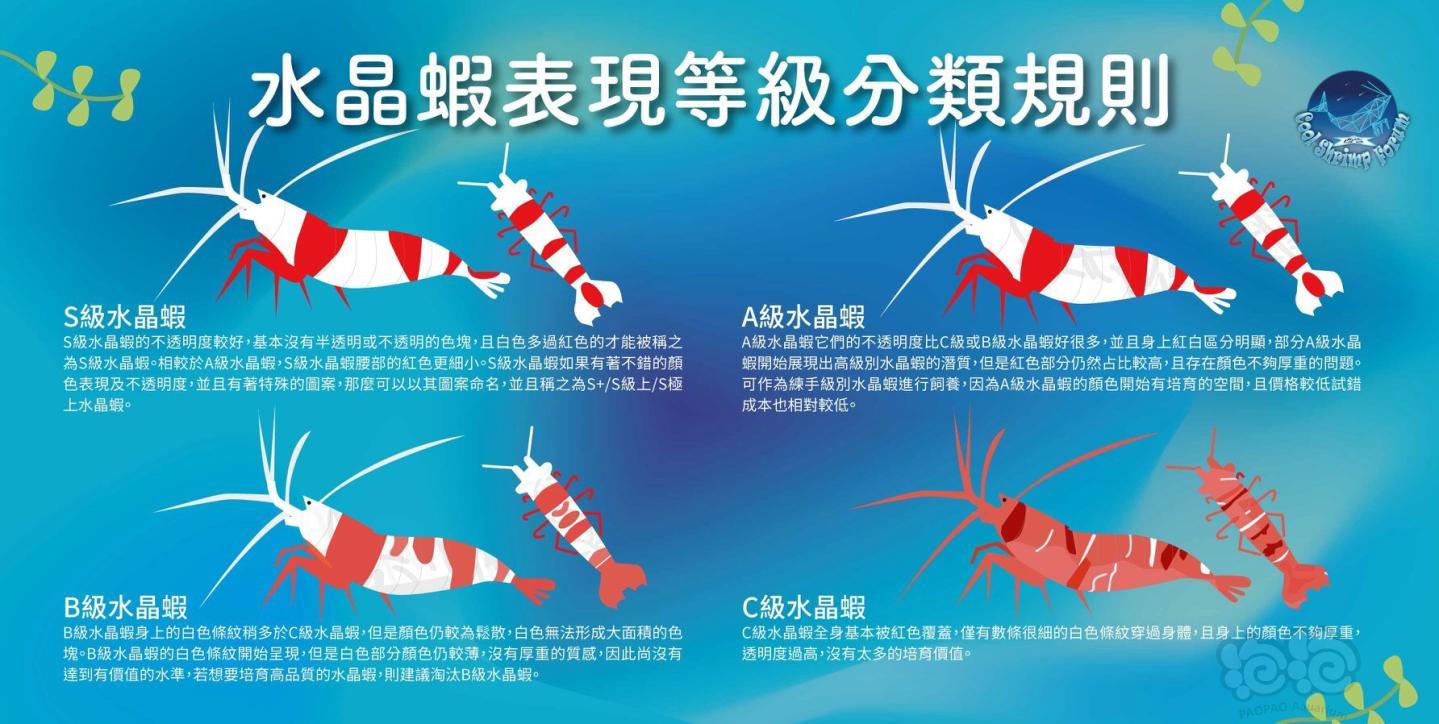酷虾网转发水晶虾分类-图4