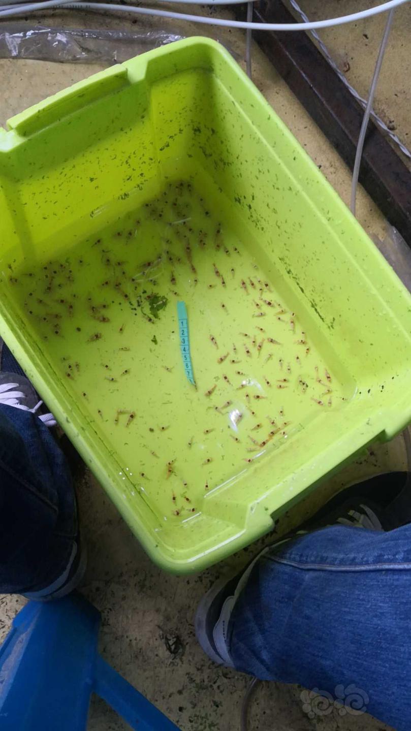 捞虾是个耐心活啊