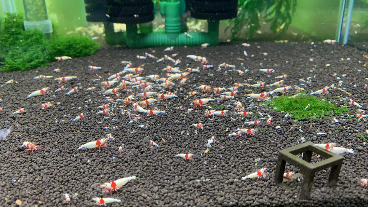 【出售】出 红白水晶虾-图1