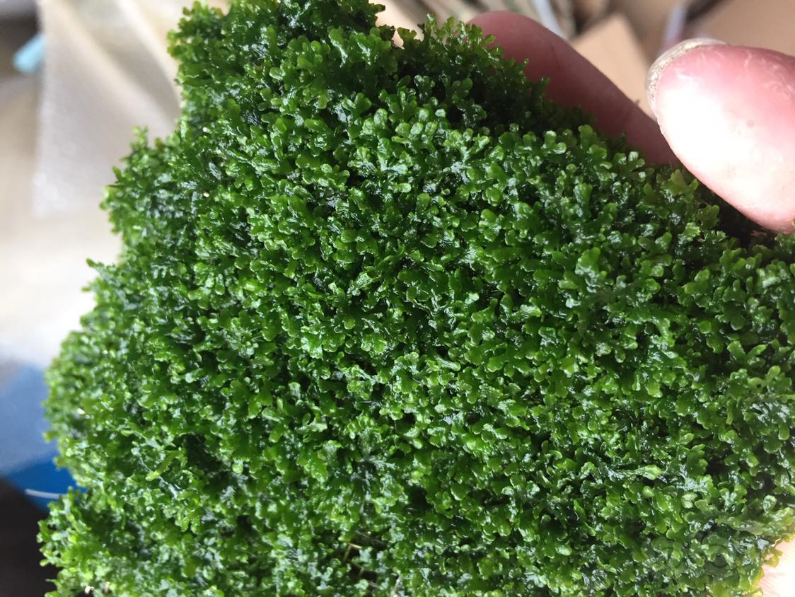 出细叶铁珊瑚莫斯古精