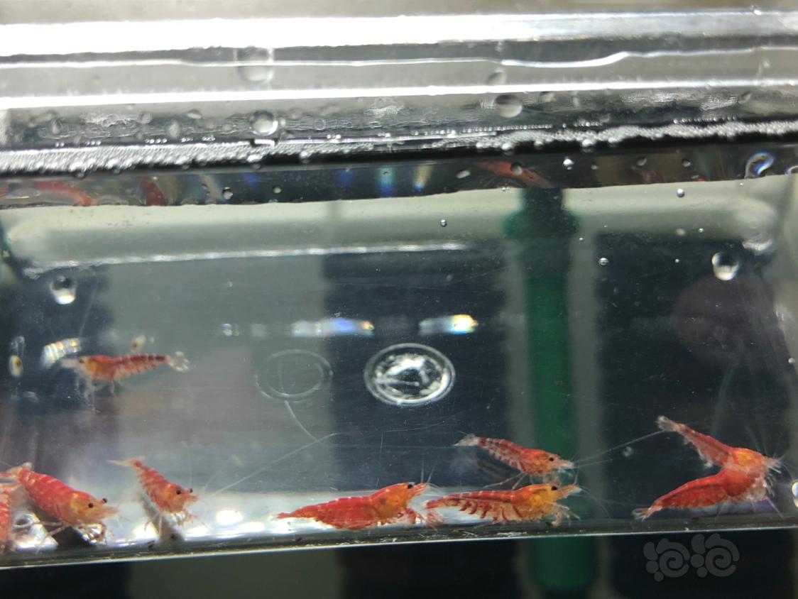 【虾】2019– 4-11#RMB拍卖红虎晶虾5公5母-图3