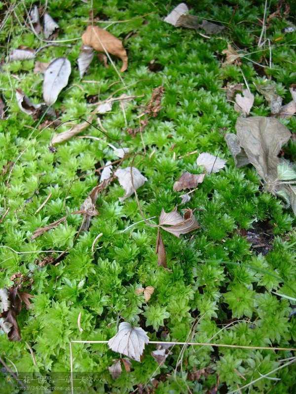 【苔藓】翡翠莲花(暖地大叶藓)-图6