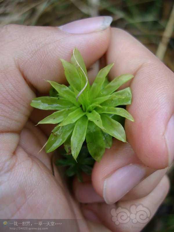 【苔藓】翡翠莲花(暖地大叶藓)