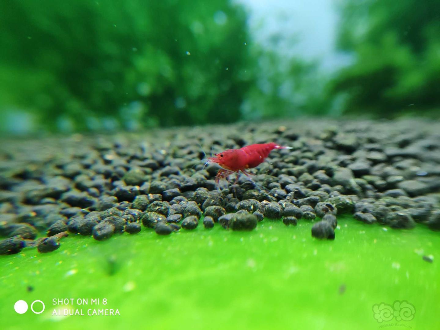 我的小红虾-图1
