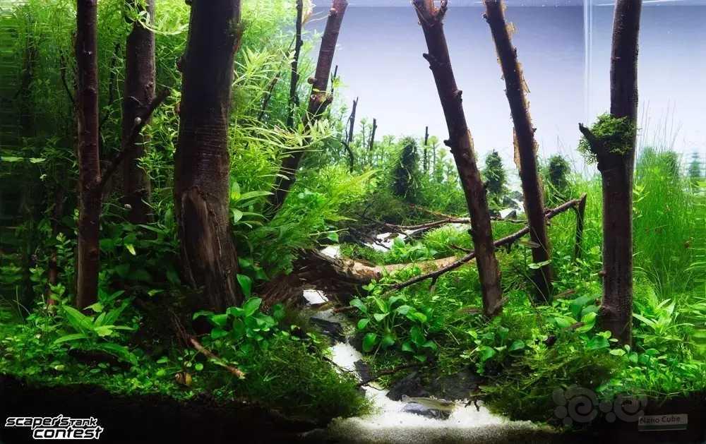 【沉木】树林景素材-图5