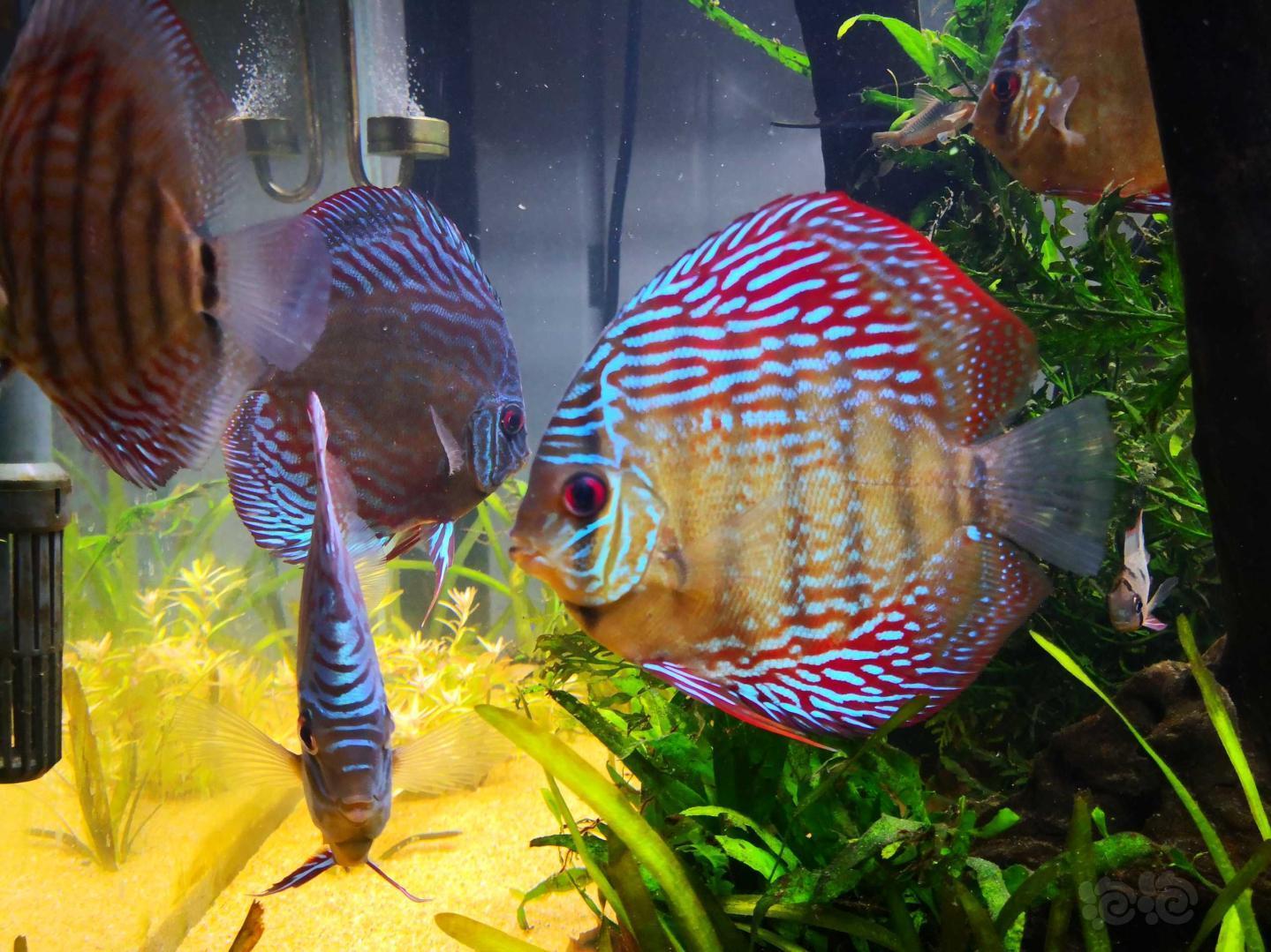 神仙鱼草缸养的七彩温度28度