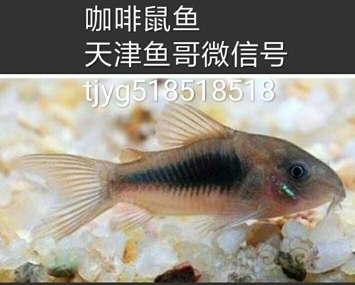 【热带鱼】观赏虾热带鱼咖啡鼠鱼十元四条-图1
