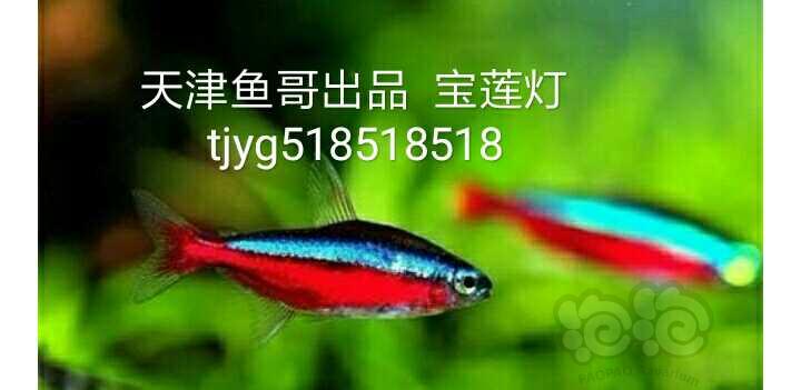 【热带鱼】长尾樱桃灯鱼三块钱一个
天津鱼哥出品-图9