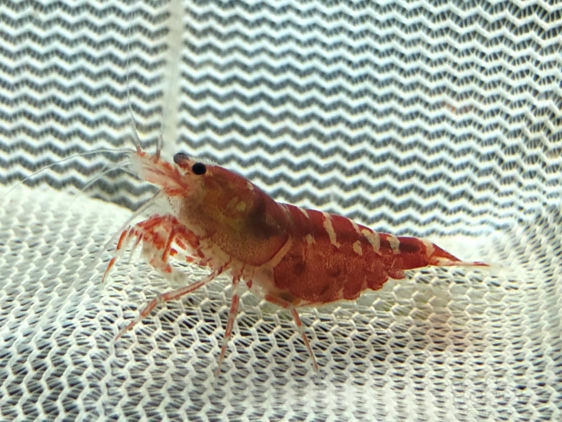 2019–419rmb拍卖红虎晶母虾4只