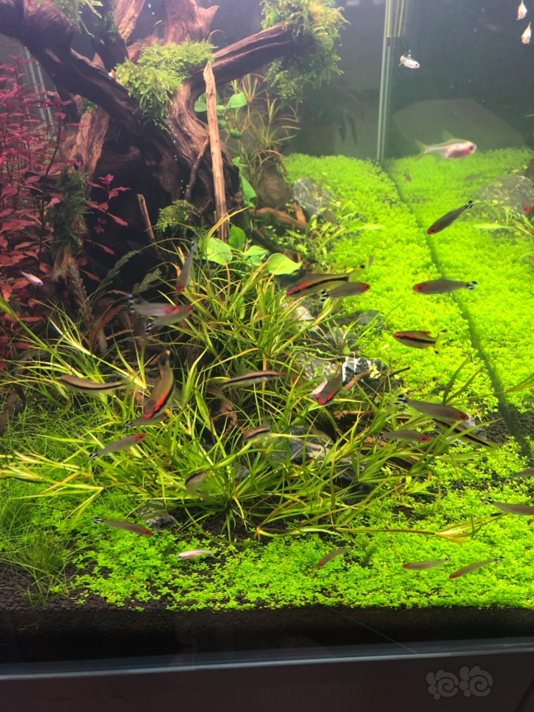 赤焰灯芯太愁人了怎么修剪