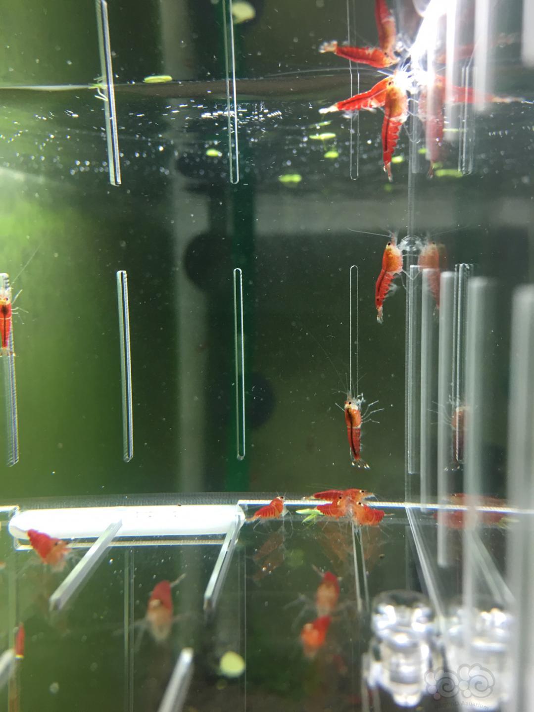 【虾】2019-04-26#RMB拍卖德系超级红 全红水晶虾一份20只-图3