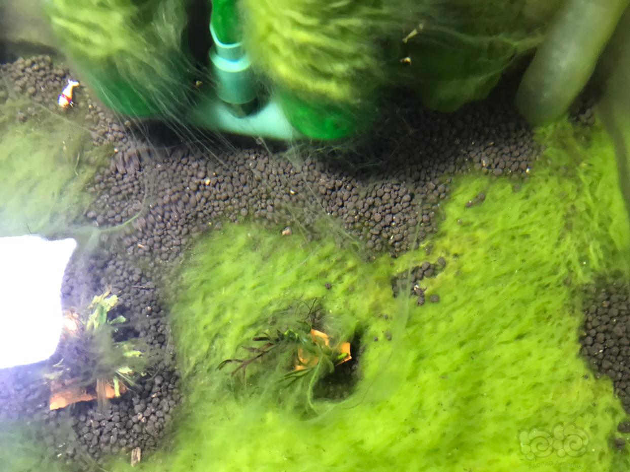 开缸快半年了，这个藻越来越多了，怎么处理呢？-图3