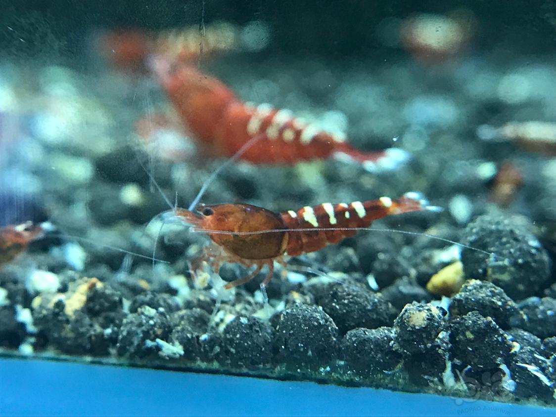 【虾】2019-4-3#RMB拍卖红斑马一份6只-图6