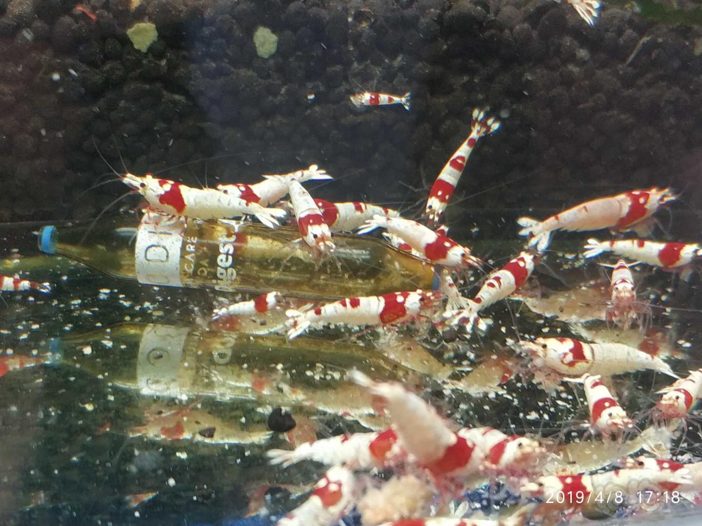 红白水晶虾-图4