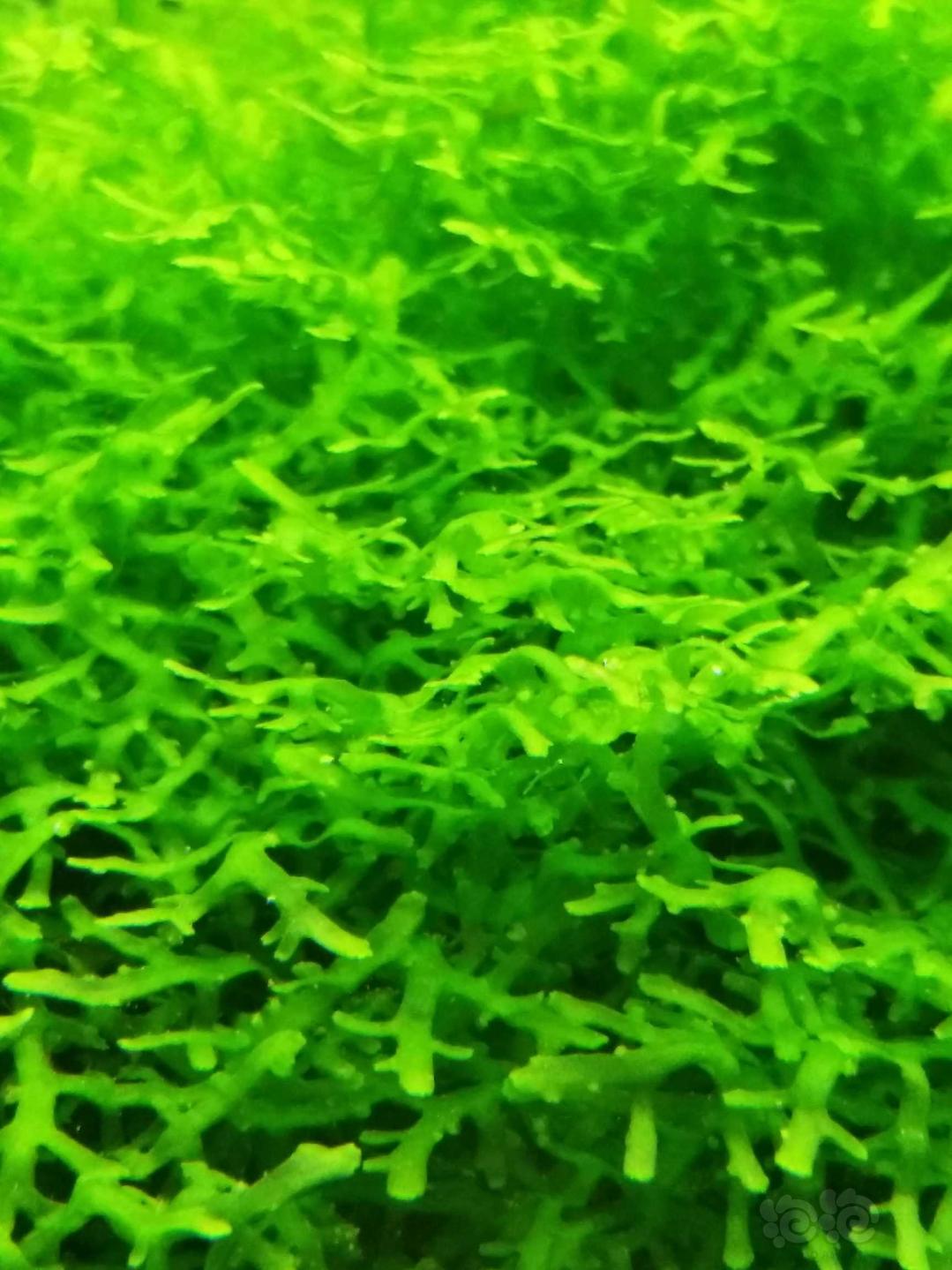 珊瑚莫斯，状态爆棚，已成景，无虫无藻价格300非偏远包邮！v:17796955928-图3