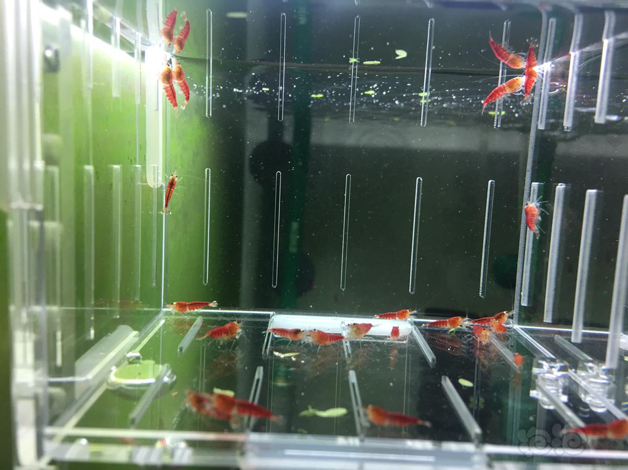 【虾】2019-04-26#RMB拍卖德系超级红 全红水晶虾一份20只-图2