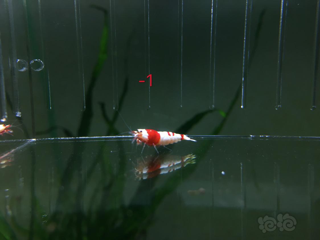 【虾】2019-05-01#RMB拍卖红白水晶虾四只-1-图2
