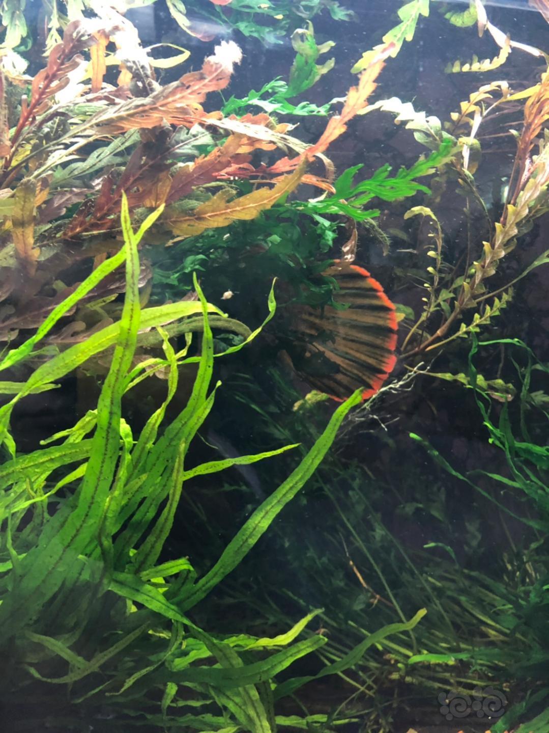 龙鱼雷龙与草还是挺好的