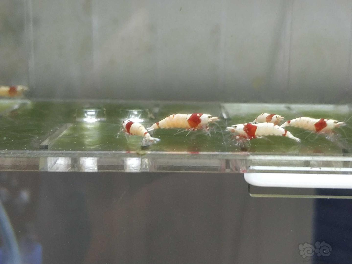 【虾】2019-5-12#RMB拍卖纯血红白亚成一组25只-图4