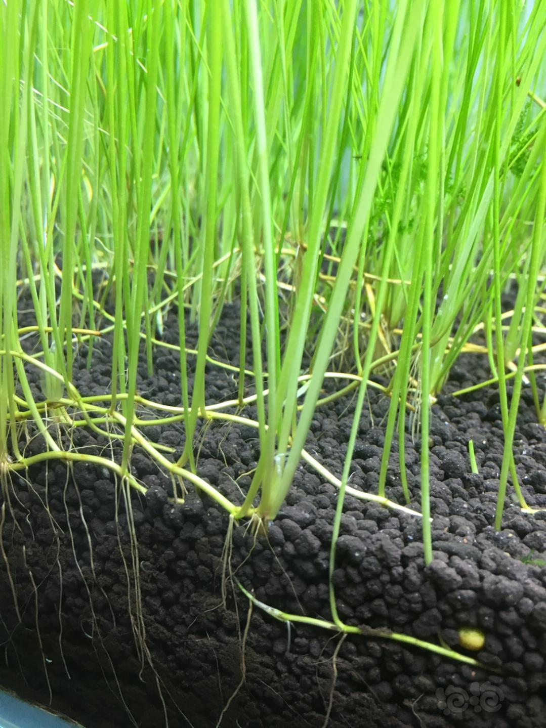 【出售】出墨西哥大莎草