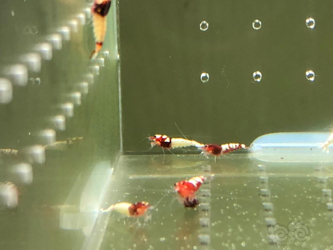 【虾】2019-05-14#RMB拍卖红姘头幼虾20只-图6
