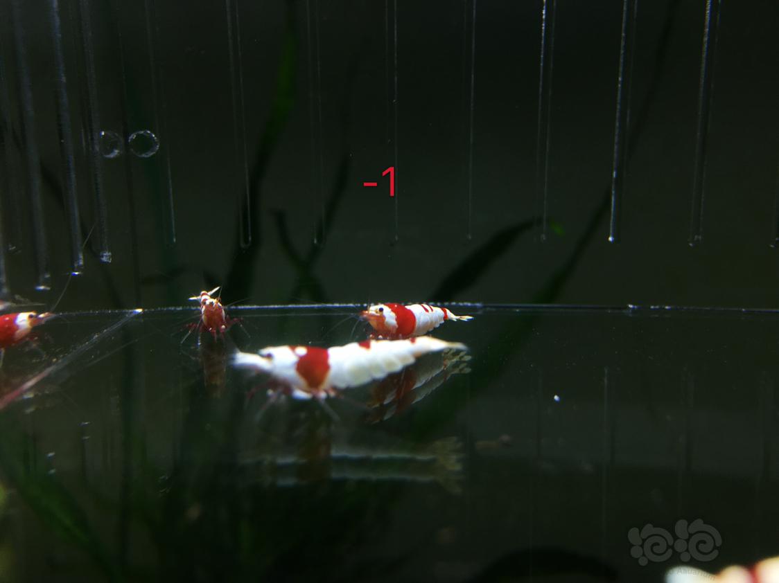 【虾】2019-05-01#RMB拍卖红白水晶虾四只-1-图4