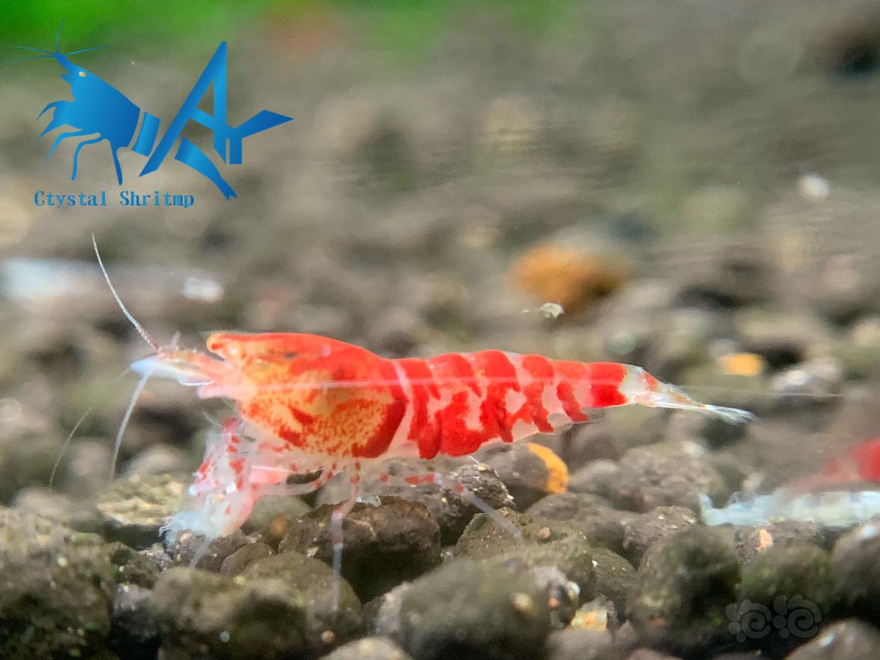 金眼红虎晶水晶虾-图1