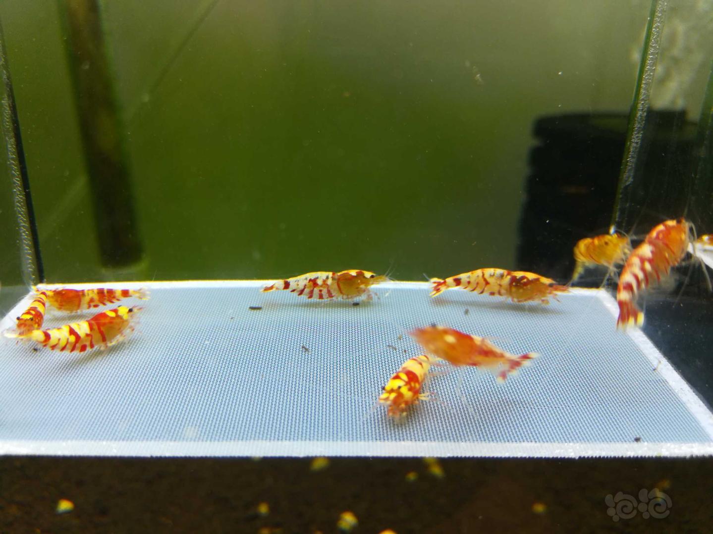 【虾】2019-05-11#RMB拍卖红虎晶繁殖组一份10只-图2