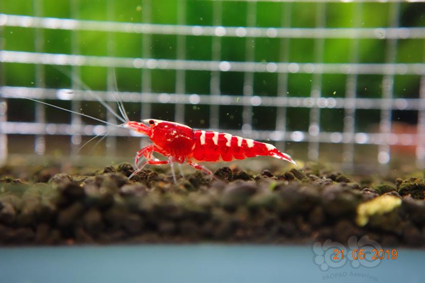 【虾】2019-5-22#RMB拍卖红银河水晶虾2只（1公1母）-图1